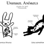 unusualanimalsflyerweb
