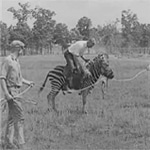 Tami Zebra150